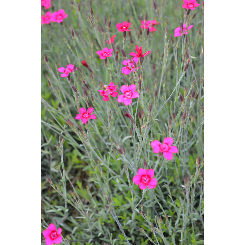 Nelkenstengelöl Stengel Syzygium aromaticum naturreines ätherisches Öl