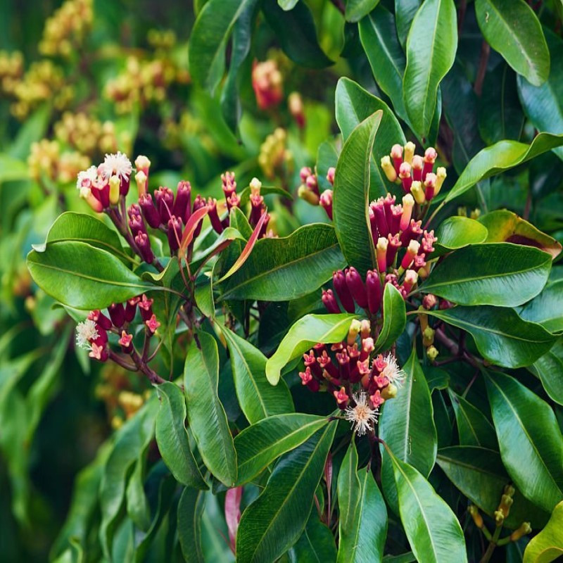 Nelkenblätteröl Syzygium aromaticum naturreines ätherisches Öl