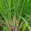 Melisse indicum Cymbopogon winterianus naturreines Öl