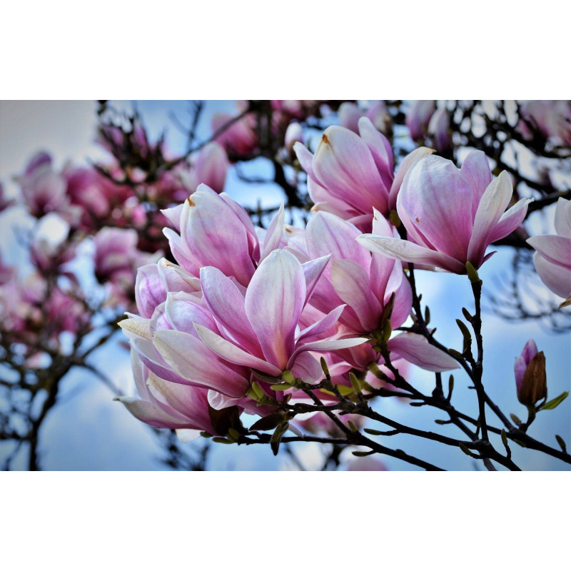 Magnolienöl Magnolia Annona odorata naturreines Öl absolute