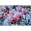 Magnolienöl Magnolia Annona odorata naturreines Öl absolute