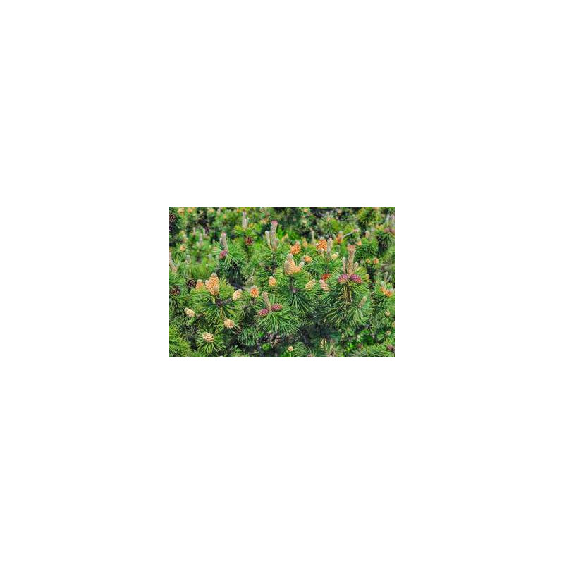 Latschenkieferöl  Pinus mugo naturreines ätherische Öl