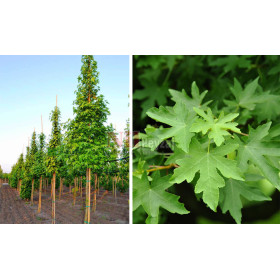Styrax Absolute  Liquidambar Orientalis   naturreines Harz   Öl