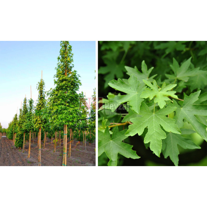 Styrax Absolute  Liquidambar Orientalis   naturreines Harz   Öl