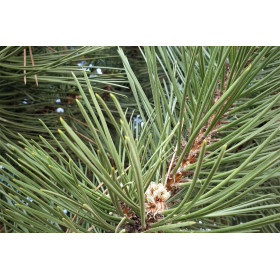 Pinienöl  Schwarzkiefer  Pinus nigra  naturreines Öl