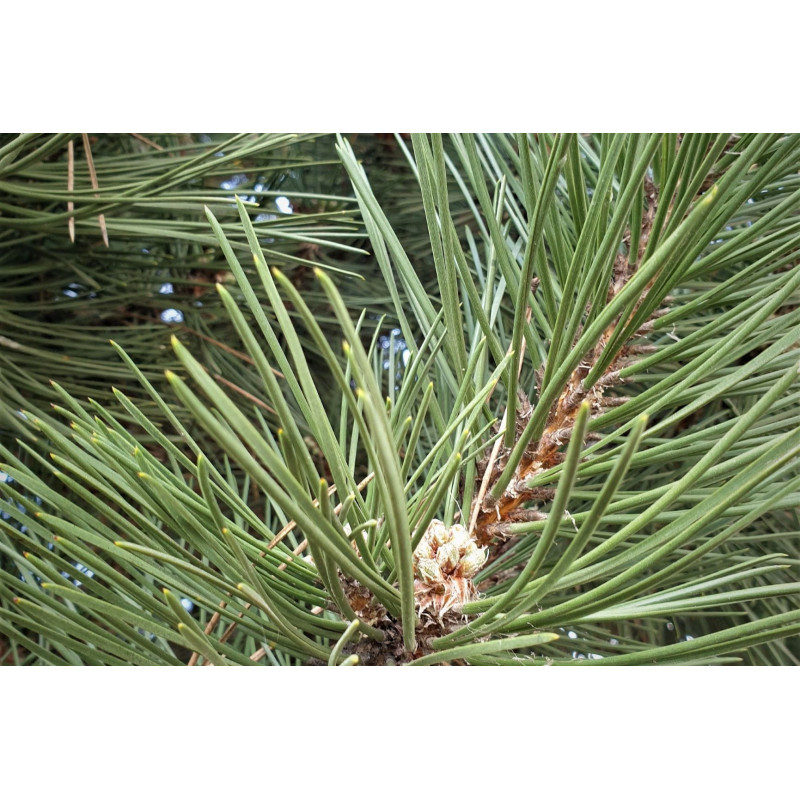 Pinienöl  Schwarzkiefer  Pinus nigra  naturreines Öl