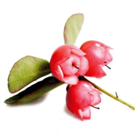Wintergrünöl Gaultheria procumbens naturrein Top Massageöl naturreines