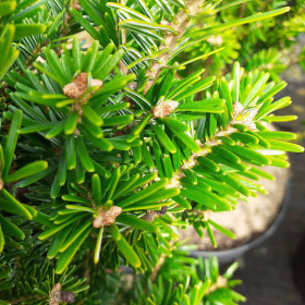 Tannennadelöl Weißtanne Abies Alba Edeltanne naturreines Öl