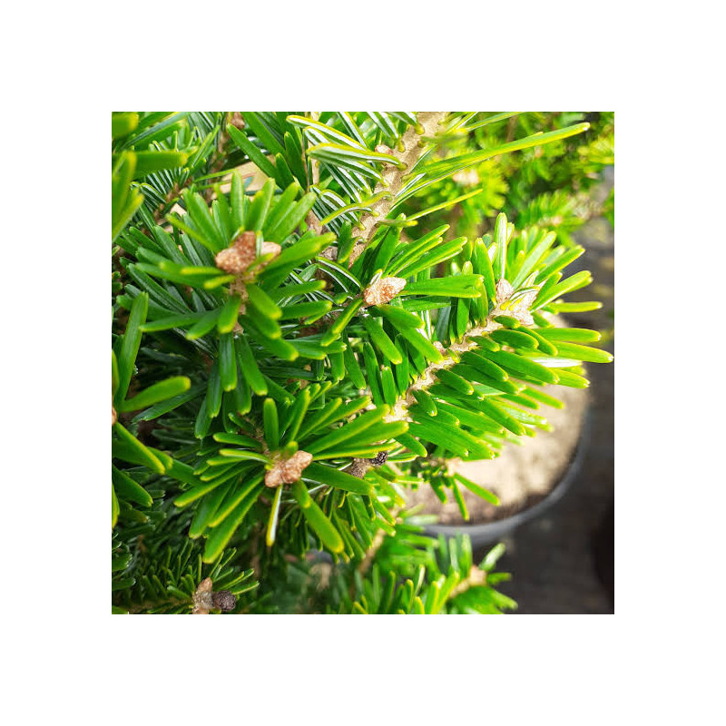 Tannennadelöl Weißtanne Abies Alba Edeltanne naturreines Öl