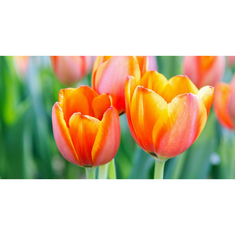 Tulpenöl Tulpen Absolute Tulipa  naturreines Öl Absolue