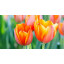 Tulpenöl Tulpen Absolute Tulipa  naturreines Öl Absolue