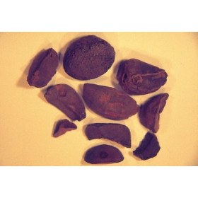 Colanuss ganz Koffeinhaltig Colae Nuces tot. Colanuss Colanut