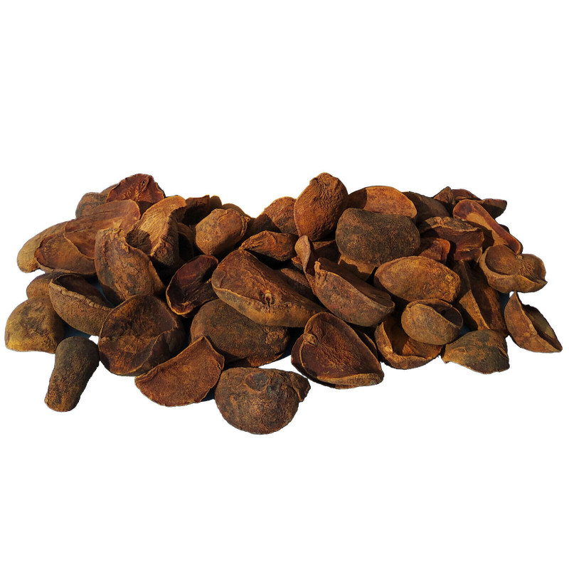 Colanuss ganz Koffeinhaltig Colae Nuces tot. Colanuss Colanut