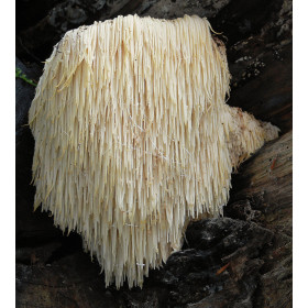 Lion’s Mane TPA Extract ( Hericium erinaceus ) Löwenmähne
