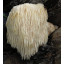 Lion’s Mane TPA Extract ( Hericium erinaceus ) Löwenmähne
