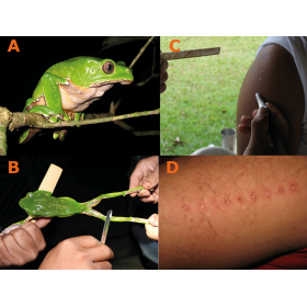 Kambo (Phyllomedusa bicolor) Stick single sided