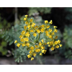 Weinraute Wijnruit 1:1 extract - Ruta graveolens von Fantasia Aroma