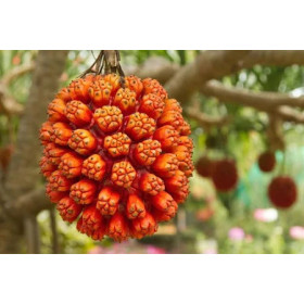 Kewra Öl Kewda Öl Pandanus Odoratissimus Reines natürliches ätherische