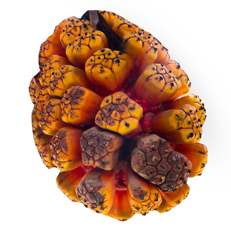 Kewra Öl Kewda Öl Pandanus Odoratissimus Reines natürliches ätherische