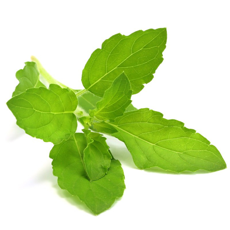 Tulsi Öl Holy basil (Basilikum Sanctum) naturreines ätherisches Öl