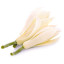 Champaca White Michelia Champaca Weisse Magnolienblüte Magnolia x alba