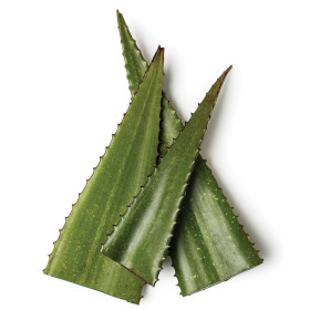 Aloe Vera Hydrolat Aloe Vera Hydrosol Aloe barbadensis Gesichtswasser