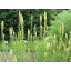 Reseda Absolute reseda odorata absolute  Mignonette-Absolue Duft-Resed