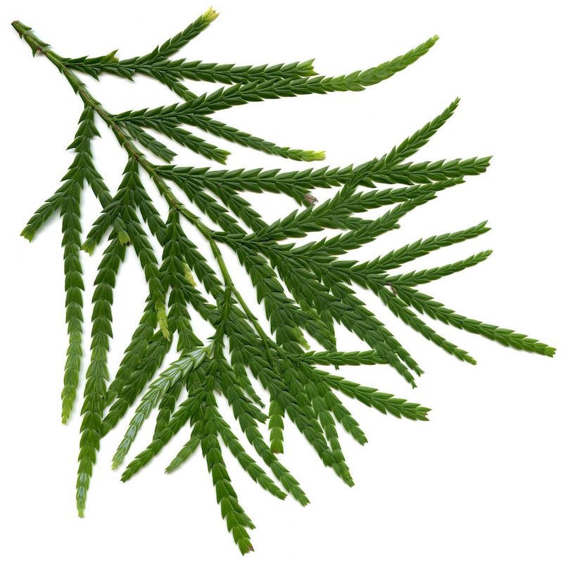 Siam Holz Öl Siamholz Öl ( Fokienia hodginsii ) naturrein