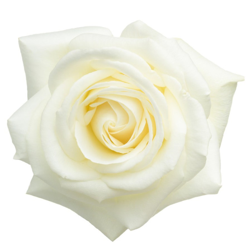 Bulgarian White Rose Otto Öl - Rosa Alba naturrein
