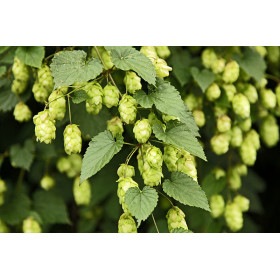 Hopfenblüten ganz Hopfentee Humulus lupulus von Fantasia Aroma
