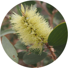 Nerolina Öl Melaleuca Quinquenervia ct Nerolidol von Fantasia Aroma