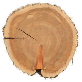 Arborvitae Thuja Öl Arborvitae – aus Thuja Plicata Wood Oil