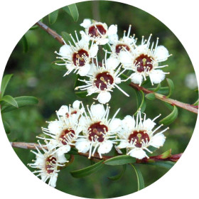 Kanukaöl Wildsammlung  Kunzea ericoides weisser Teebaum naturrein