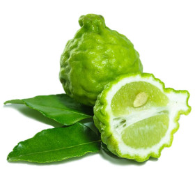 Combava-Öl ( Citrus hystrix ) Kaffir Limette Makrut Lime