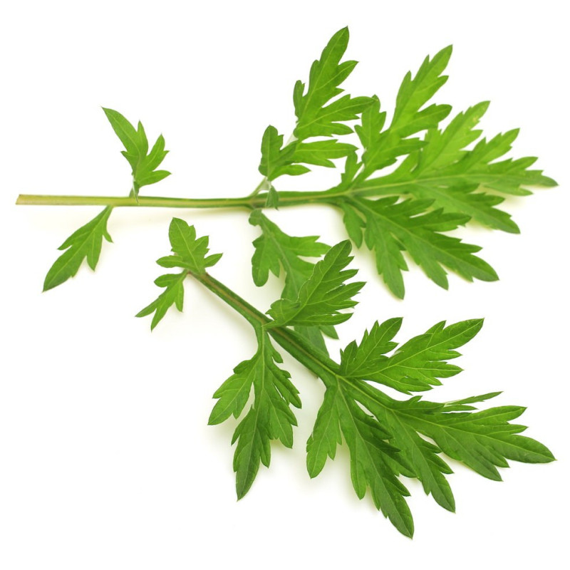 ARMOISE ( WHITE WORMWOOD ) Artemisia herba alba einjähriger marrokanis