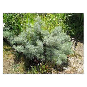ARMOISE ( WHITE WORMWOOD ) Artemisia herba alba einjähriger marrokanis