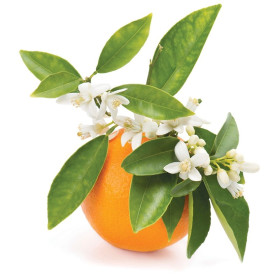 Petitgrain-Neroli Bigarade Oil - Petitgrain Sur Fleurs Cätherisches Öl