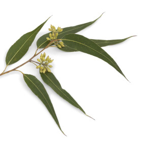 Eucalyptus Dives Öl ( Peppermint Gum ) Eucalyptus dives ätherisches Öl