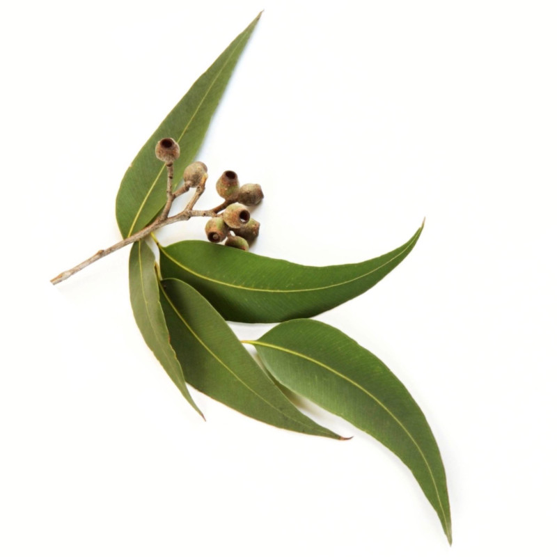 Eucalyptus Polybractea Öl  Blue Leaved Mallee reines ätherisches Öl