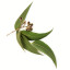 Eucalyptus Polybractea Öl  Blue Leaved Mallee reines ätherisches Öl