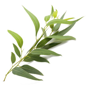 Eukalyptus radiata Öl Narrow Leaved Peppermint Eucalyptus Oil ätherisc
