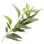 Eukalyptus radiata Öl Narrow Leaved Peppermint Eucalyptus Oil ätherisc