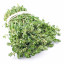 Zitronen-Thymian Öl  Lemon Thyme Öl Thymus citriodorus naturreines äth