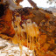 Frankincense Ol / Harz Weihrauchharzöl Boswellia Sacra naturreines äth