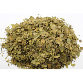 Ginkgoblätter chinesisch Ginkgo biloba geschnitten