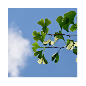 Ginkgoblätter chinesisch Ginkgo biloba geschnitten
