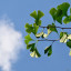 Ginkgoblätter chinesisch Ginkgo biloba geschnitten