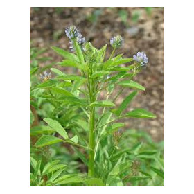 Schabzigerklee gemahlen Trigonella caerulea