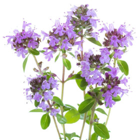 Wilder Thymian ätherisches Öl , Kriechender Thymian oder Feldthymian T
