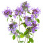 Wilder Thymian ätherisches Öl , Kriechender Thymian oder Feldthymian T